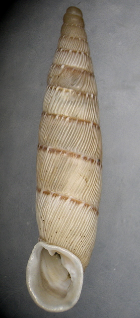 Papillifera bidens (Linnaeus, 1758)